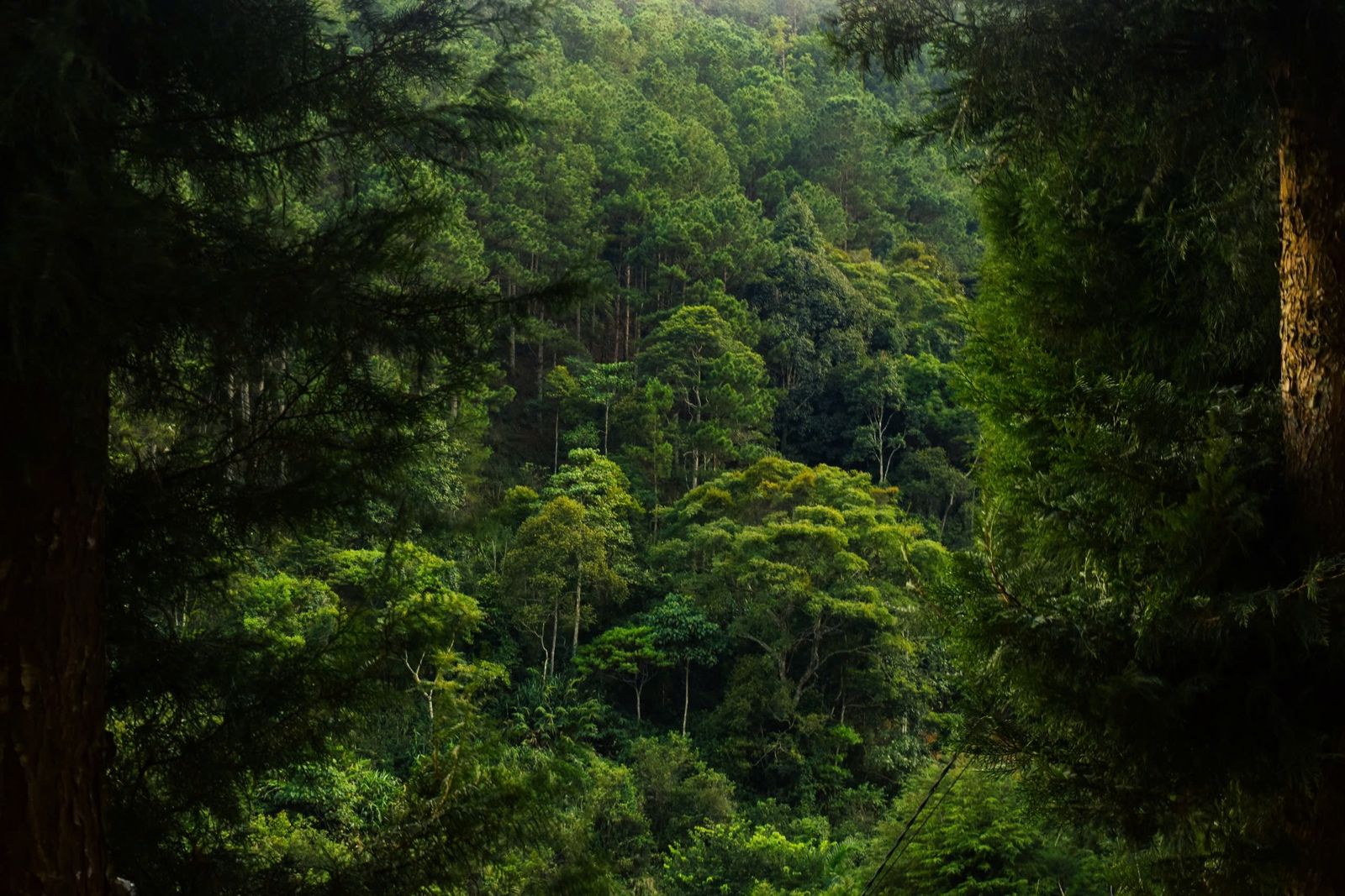 Forêt tropicale luxuriante en Guadeloupe
